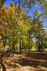 Image showing autumn in the park