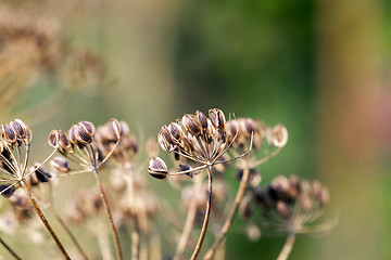 Image showing mature dill close-up