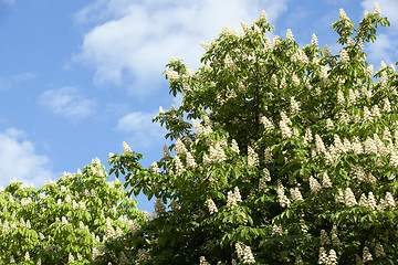 Image showing blooming chestnut tree in the spring