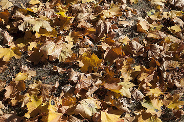 Image showing yellowing leaves on the trees