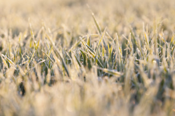 Image showing frost on the wheat