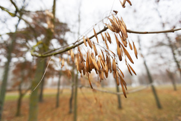 Image showing Park in the fall