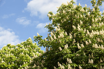 Image showing blooming chestnut tree in the spring