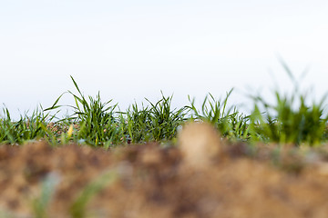 Image showing young grass plants, close-up