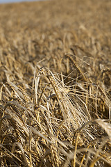 Image showing farm field cereals