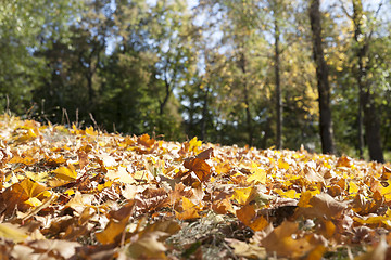 Image showing autumn in the park