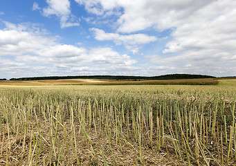 Image showing collection rapeseed crop