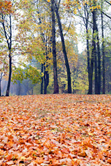 Image showing autumn in the park