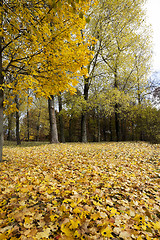 Image showing yellowed maple leaves