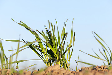 Image showing young grass plants, close-up