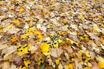 Image showing Autumn Park, overcast