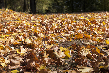 Image showing The fallen to the ground