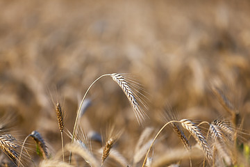 Image showing straw in the field