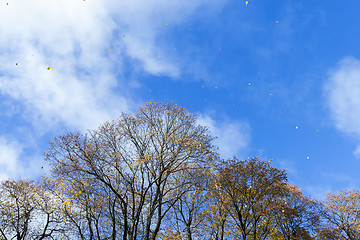 Image showing yellow foliage, autumn