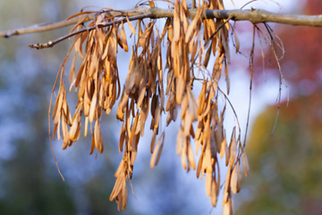 Image showing autumn in the park