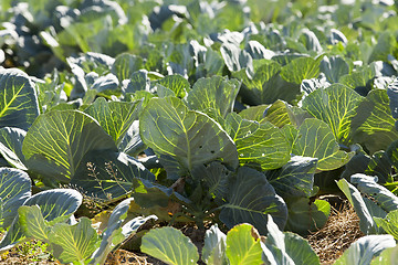 Image showing green cabbage in a field