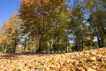 Image showing autumn in the park