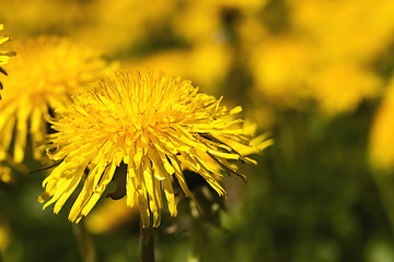 Image showing yellow dandelions , clodeup