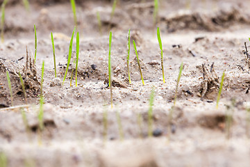 Image showing young grass plants, close-up