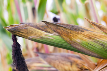 Image showing field with mature corn