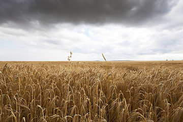 Image showing ripe yellow cereals