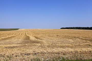 Image showing ripe yellow cereals