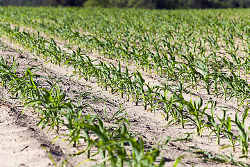 Image showing agricultural field with corn