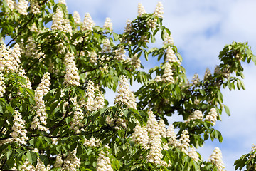 Image showing blooming chestnut tree in the spring