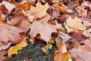 Image showing autumn in the park