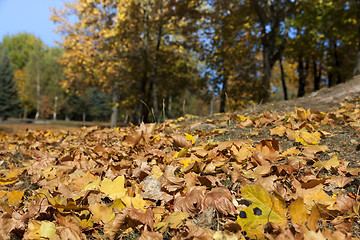 Image showing autumn in the park