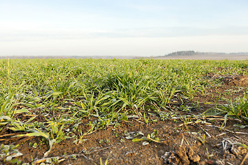 Image showing young grass plants, close-up