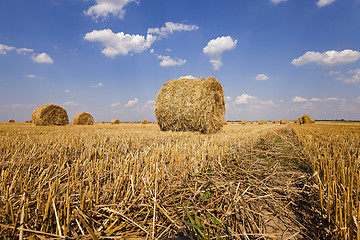 Image showing Stack of straw