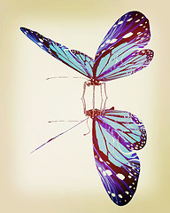 Image showing Butterfly. 3D illustration. Vintage style.