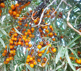 Image showing sea buckthorn berry