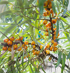 Image showing sea buckthorn berry