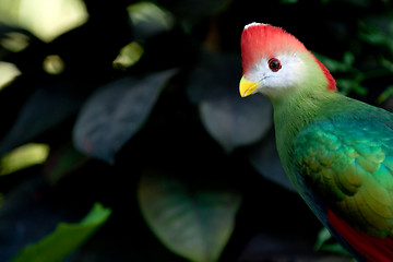 Image showing Curious parrot