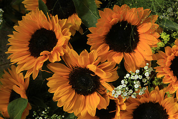 Image showing Sunflowers