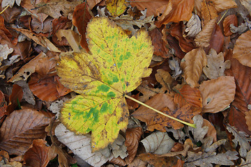 Image showing Fall foliage