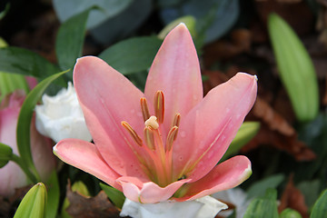 Image showing Pink Tiger Lily