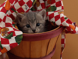 Image showing Grey Kitten in Basket