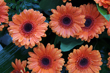 Image showing Wet orange gerberas