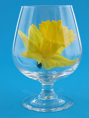 Image showing Brandy Daffodil