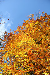 Image showing Fall Foliage and a clear blue sky