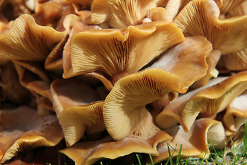 Image showing Mushrooms