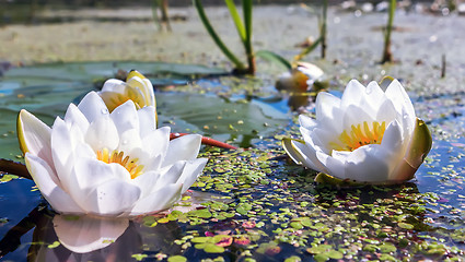 Image showing White Water Lilies In a Pond