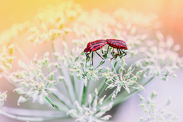 Image showing Couple Of Red Shield Bugs Mating