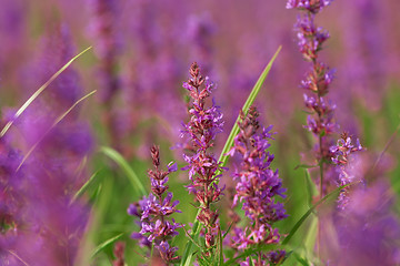Image showing Tall pink  flowers in summer meadow