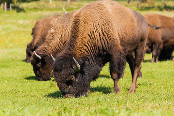 Image showing American bison (Bison bison) simply buffalo 