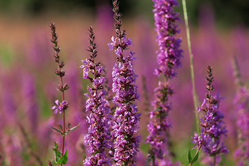 Image showing Tall pink  flowers in summer meadow