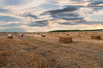 Image showing harvested field with straw bales in summer